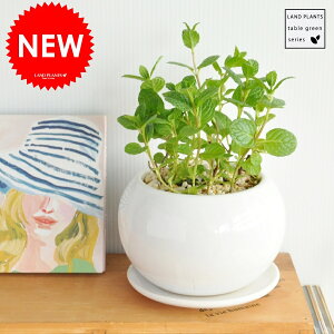 yn[uz@~g@Fی^ɐALb`O[@Hpn[u@~g@hV̓@|Cg@ϗtA