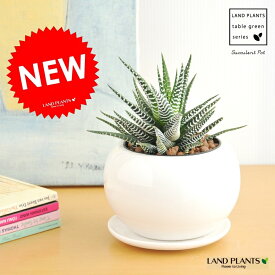 楽天市場 十二の巻 花 ガーデン Diy の通販