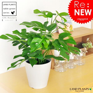 観葉植物 デリシオーサ モンステラの人気商品 通販 価格比較 価格 Com