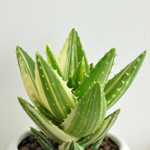 AGisFtWEj F ی^ 픫 ynChEMEĕz @IׂAG@򑐁@ϗtA@A@hV̓@|Cg@ϗtA 