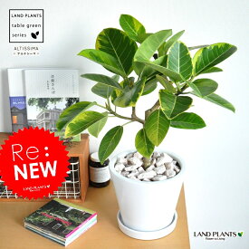 アルテシーマ 白色 ラウンド 陶器鉢 Mサイズ 大きな葉の植物　ゴム　ゴムの木　ゴムノキ　アルテシマゴム アルテシマ　アルティーシマ　アルティシーマ　斑入りゴム　敬老の日　ポイント消化　観葉植物
