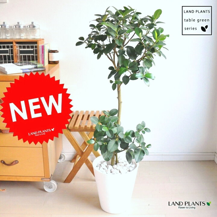 楽天市場】NEW!! フランスゴム 白セラアート鉢に植えたゴムの木 