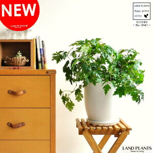 O[vACr[iVbTXErtHAj F Eh 픫 MTCY yRRt@Co[EMz Cissus rhombifolia