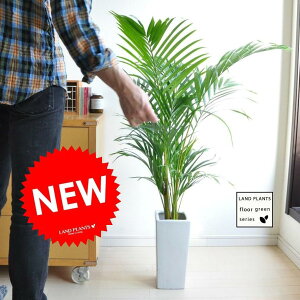 y ϗtA z@H120cm@AJV@FXXNGÃVfloor green series@hV̓@|Cg@ϗtA