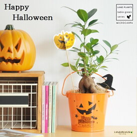 【 観葉植物 】【Halloween】　がじゅまる　ハロウィン仕様の可愛い　ガジュマルの樹　table green series【楽ギフ_のし】【楽ギフ_のし宛書】【楽ギフ_メッセ】【楽ギフ_メッセ入力】　カジュマル　敬老の日　ポイント消化　観葉植物