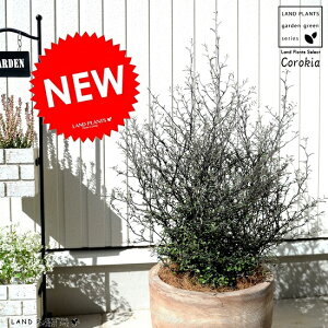 RLAiRglAX^[j Ȗ͗l fUC̗ǂ eRb^ A  c c f  Corokia cotoneaster uE  F x[W F ϗtA 
