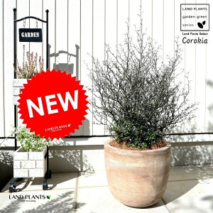 RLAiRglAX^[j fUC̗ǂ eRb^ A  c c f  Corokia cotoneaster uE  F x[W F ϗtA 