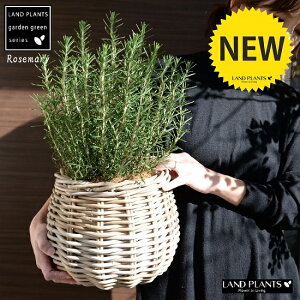 ローズマリー ぽってり可愛い(手織りバスケット) バルーン型 鉢カバー 立性 鉢植え 苗 苗木 ローズマリ ハーブ ハーヴ カゴ かご バスケット ラタン 籐 篭 籠 ブラウン ベージュ ココヤシ