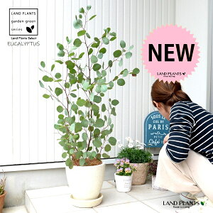 ユーカリ(ポポラス) クリーム色 エッグ型 ラウンド テラコッタ鉢 【受皿・ココファイバー】