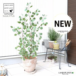 ユーカリ(ポポラス) 茶色 エッグ型 ラウンド テラコッタ鉢 【受皿・ココファイバー】