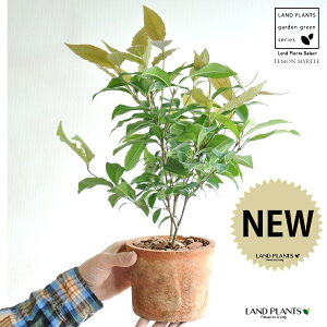 }[gin[uj F X|bg V_[^ 픫 yo[N`bvz IW Vg[ }[g̖ n[u n[ fBJn[u MOSS POT eRb^ f f