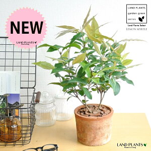 }[gin[uj F X|bg V_[^ 픫 yo[N`bvz IW Vg[ }[g̖ n[u n[ fBJn[u MOSS POT eRb^ f f