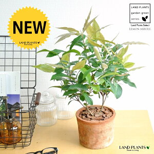 }[gin[uj F X|bg V_[^ 픫 yo[N`bvz IW Vg[ }[g̖ n[u n[ fBJn[u MOSS POT eRb^ f f