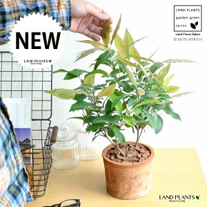 }[gin[uj F X|bg V_[^ 픫 yo[N`bvz IW Vg[ }[g̖ n[u n[ fBJn[u MOSS POT eRb^ f f