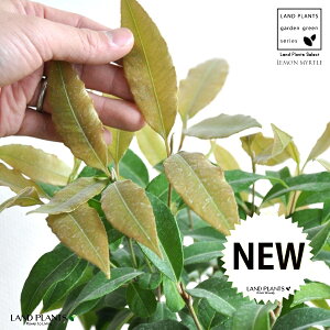 }[gin[uj F X|bg V_[^ 픫 yo[N`bvz IW Vg[ }[g̖ n[u n[ fBJn[u MOSS POT eRb^ f f