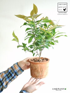 }[gin[uj F X|bg V_[^ 픫 yo[N`bvz IW Vg[ }[g̖ n[u n[ fBJn[u MOSS POT eRb^ f f