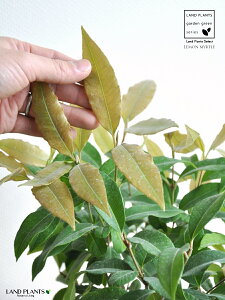 }[gin[uj F X|bg V_[^ 픫 yo[N`bvz IW Vg[ }[g̖ n[u n[ fBJn[u MOSS POT eRb^ f f