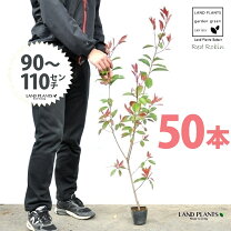 楽天市場】レッドロビン 50の通販