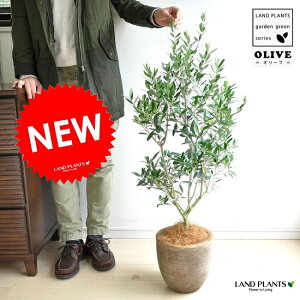 テラコッタ 鉢植え 植木 盆栽の人気商品 通販 価格比較 価格 Com