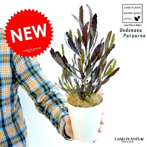 yz hhiGA 4 F vX`bNiRRt@Co[j vvA I[XgAvc I[W[vc jt rXR[T BXR[T A c c v v 