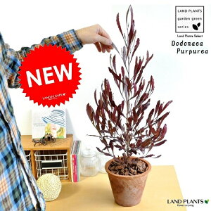 hhiGAivvAj F X|bg g[ Eh^ A |bvubV@MOSS POT@c@@X|bg@c؁@NW@gt@J[[t@p[vA@j[W[h