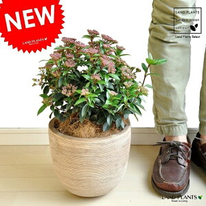 ro[ieBkXi؎dāj fUC̗ǂ eRb^ 1 yRRt@Co[z rui ro[ieBkX Viburnum tinus