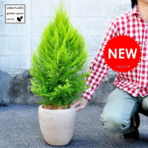 Rjt@[iS[hNXgjyV[gz fUC̗ǂ eRb^ EB}@NX}Xc[@EC}@hV̓@|Cg@ϗtA