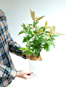 yz }[g 4 F vX`bN Vg[@A}[g̖؁@c@c؁@}[gn[ueB[@n[u@񂹐A@oRjXg@hV̓@