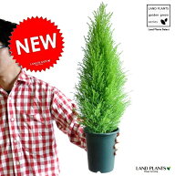 ゴールドクレスト　4号　H約40cm　 プラスチック苗　苗木　コニファー　成長速度の速い植物　寄せ植えや…