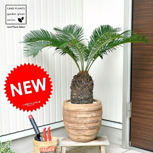 \ecihSj AeB[NuE 픫 1 hS qA Wpj[YETSEp[ Cycas revoluta Japanese sago palm