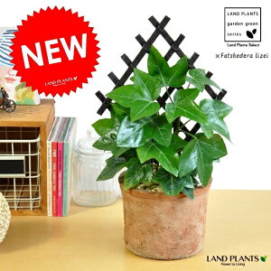 t@bcwf(t@gXwf)@`Xd iFjX|bg V_[^ eRb^ @@Moss Pot@ACr[@c@ϗtA@A@wf@yoRjXg itemz@×Fatshedera li