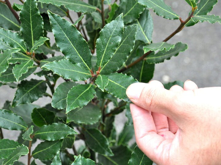 楽天市場 月桂樹 ゲッケイジュ デザインの良いテラコッタに植えた ローリエ ゲッケイジュ ローリエの木 ベイリーフ ローレル ロリエ 月桂冠 クスノキ 月桂葉 月桂実 バルコニスト 推奨item Laurus Nobilis Land Plants 楽天市場店 楽天市場 月桂樹 ゲッケイジュ デザインの良いテラコッタに植えた ローリエ ゲッケイジュ ローリエの木 ベイリーフ ローレル ロリエ 月桂冠 クスノキ 月桂葉 月桂実 バルコニスト 推奨item Laurus Nobilis Land Plants 楽天市場店