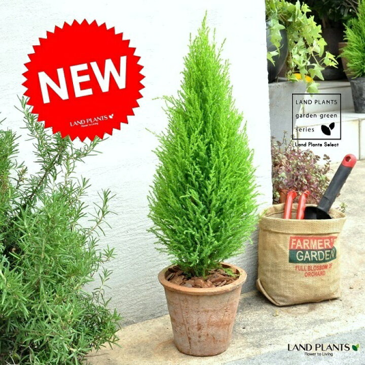 観葉植物 ゴールドクレスト ウィルマ ３号 １ポット 納得できる割引