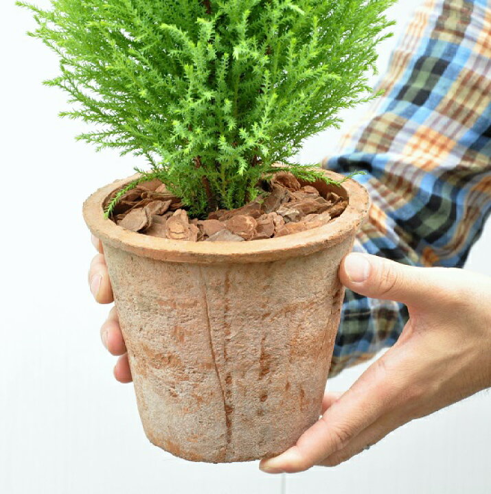 観葉植物 ゴールドクレスト ウィルマ ３号 １ポット 納得できる割引