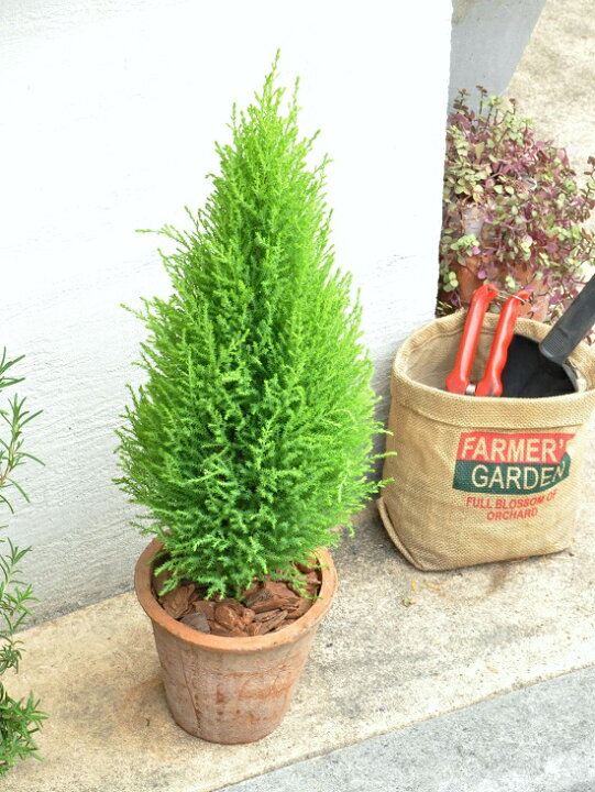 楽天市場 ゴールドクレスト 茶色 モスポット トール ラウンド型 Moss Pot コニファ ウィルマ クリスマスツリー クレスト 苗 苗木 ウイルマ 観葉植物 テラコッタ 素焼 陶器 ブラウン オレンジ 茶 Land Plants 楽天市場店