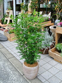 シマトネリコ デザインの良い テラコッタ 鉢植え （横縞） 株立ち 素焼 陶器鉢 鉢 茶色 茶 こげ茶 ベージュ 苗 苗木 大型 8号 観葉植物