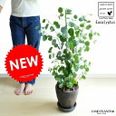 NEW!!　ユーカリ　ポポラス　黒色エッグ鉢に植えた　ユーカリの木　ユーカリプタス・フトモモ・Eucalyptus・鉢・鉢植え・苗・・・・