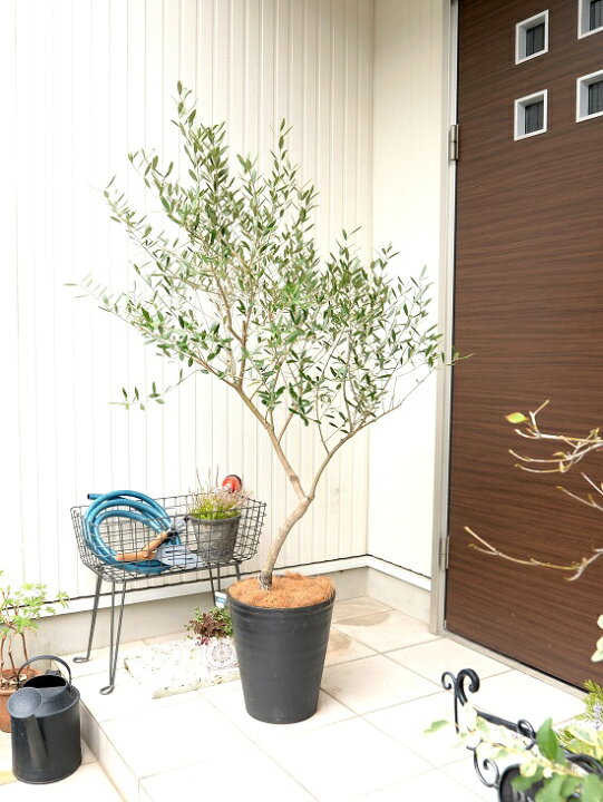 楽天市場 オリーブ 10号 自然樹形 黒色 セラーアート鉢 ココファイバー 育て方 大型 尺 尺鉢 鉢植え 苗 苗木 オリーブ苗 オリーブの木 オリーブの樹 観葉植物 植木 ヤシ繊維 橄欖 かんらん ブラック 黒 プラ鉢 Land Plants 楽天市場店 楽天市場 オリーブ 10号 自然樹形 黒色 セラーアート鉢 ココファイバー 育て方 大型 尺 尺鉢 鉢植え 苗 苗木 オリーブ苗 オリーブの木 オリーブの樹 観葉植物 植木 ヤシ繊維 橄欖 かんらん ブラック 黒 プラ鉢 Land Plants 楽天市場店