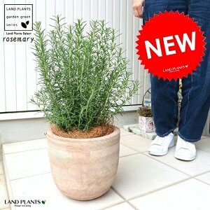 [Y}[ XW͗l fUC̗ǂ eRb^ A  c c [Y} f  uE  F x[W F