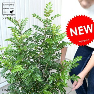 シマトネリコ 鉢植え 白色 セラアート 8号サイズ 株立ち トネリコ 苗 苗木 鉢 白 ホワイト プラスチック 大型 丸 ココヤシファイバー 観葉植物