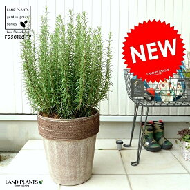 楽天市場 ハーブ鉢の通販