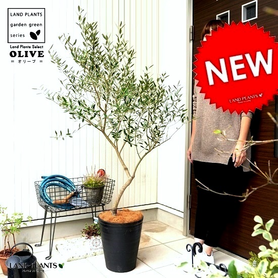 【楽天市場】オリーブ 10号 （自然樹形） 黒色 セラーアート鉢 