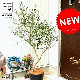 楽天市場 オリーブ 創樹の通販
