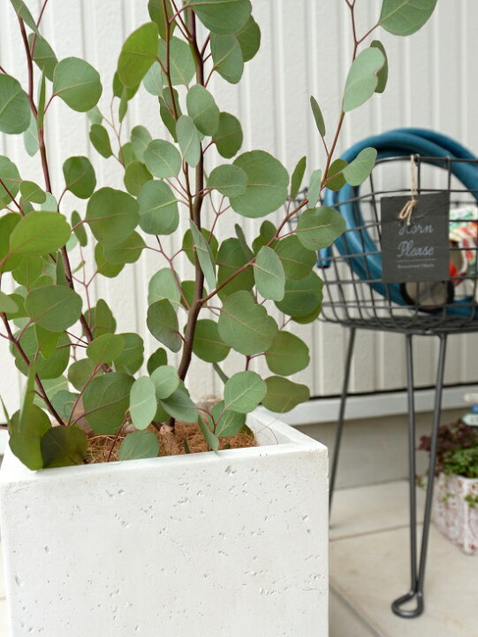 激安ブランド ユーカリ ポポラス 苗木 4号ポット Zurique Com Br