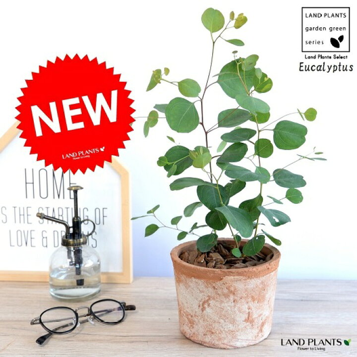 楽天市場 ユーカリ ポポラス 茶色 モスポット シリンダー 陶器鉢 バークチップ ポリアンセモス ハートの葉 ユーカリの木 ユーカリプタス 鉢植え 素焼 陶器 テラコッタ鉢 ブラウン 茶 オレンジ コアラ 観葉植物 Land Plants 楽天市場店