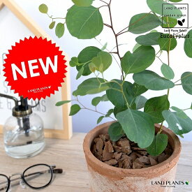 楽天市場 茶色 葉の通販