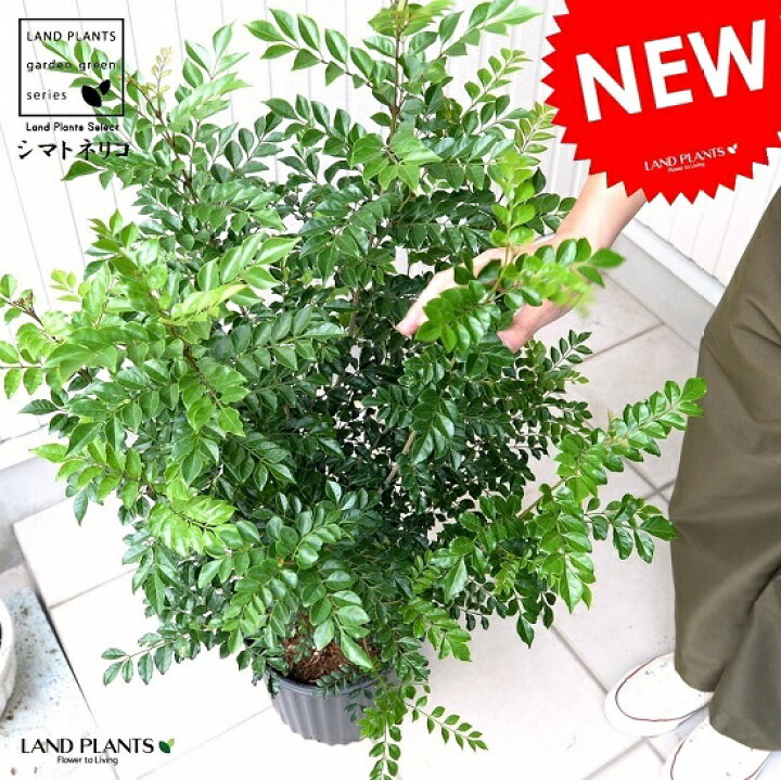 楽天市場 シマトネリコ 苗木 株立ち 樹高 約1 0ｍ 鉢植え トネリコ 8号 苗 鉢 黒 ブラック プラスチック 大型 丸 観葉植物 庭木 Land Plants 楽天市場店