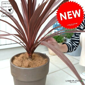 テラコッタ 鉢 観葉植物の人気商品 通販 価格比較 価格 Com