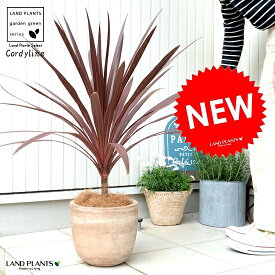 楽天市場 観葉植物 カラーレッド 種類 植物 コルディリネ 花 観葉植物 花 ガーデン Diy の通販