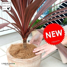 楽天市場 レッドスター コルジリネ 観葉植物 花 観葉植物 花 ガーデン Diyの通販